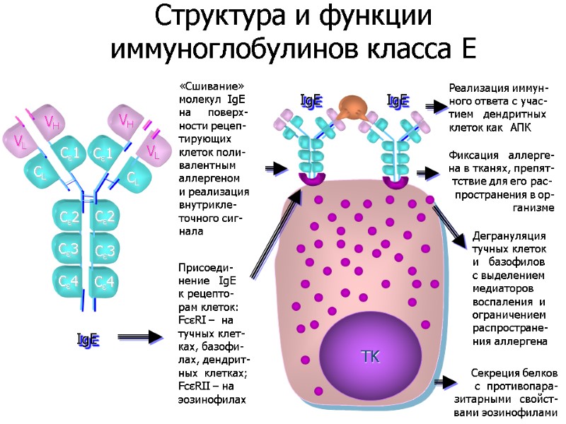 Секреция белков с  противопара- зитарными   свойст-   вами эозинофилами VL